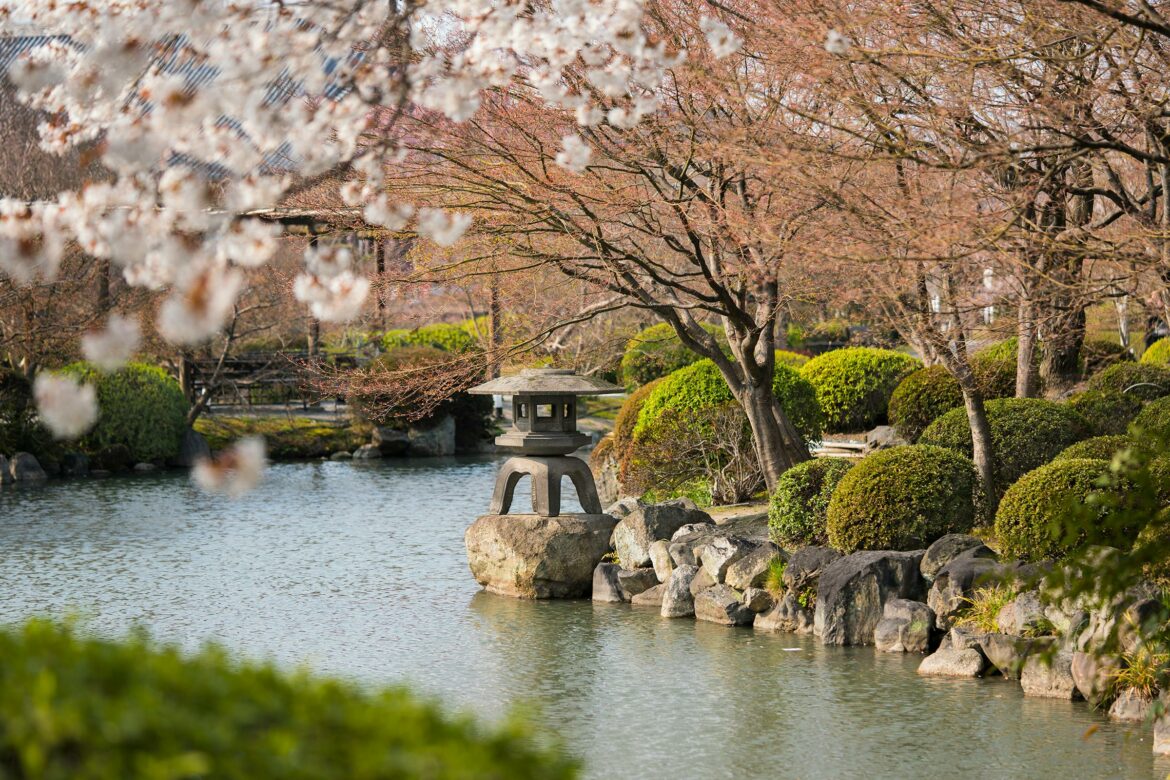 japanischer Garten mit Kirschblüte, Hanamie, das Bestaunen der Blüte 